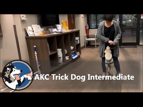 Akc Trick Dog Intermediate Goomba Youtube