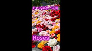 Atsumi Onsen Rose Garden Tsuruoka City, Yamagata Prefecture Flower Photobook Rose Japan #Shorts