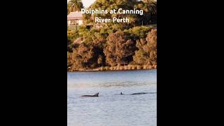 Dolphins at Canning River