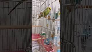 【換羽期】毛が抜けて気分も上がらない…辛そうなセキセイインコ #セキセイインコ #budgie