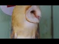 クールなメンフクロウの飼育　breeding of a cool barn owl