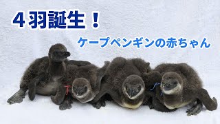 【ケープペンギン】４羽の赤ちゃんが誕生しました！