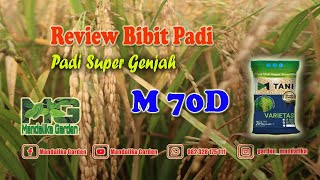 Review Bibit Padi Super genjah M 70D , Padi 70 Hari bisa di Panen