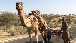 A camel cart in Desert | عربة الجمال في الصحراء