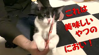 【子猫】猫が好きすぎるおやつ「ちゅ～る」をはじめてあげてみた【kitten】