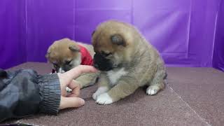 柴犬男子　2024年12月27日生まれ