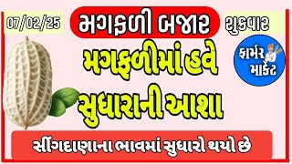 મગફળીમાં સુધારો, મગફળીમાં તેજી, મગફળીના ભાવ, ગોંડલ,  સીંગદાણા, સીંગતેલ, 6.2.25, farmer market