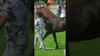 الـدهم مغلوق الزرق مشقوق و لا بركي المحروق الى لقيتيه  لقيتيه فالسوق عرفو راه مسروق 💝🐎✔😍