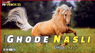 Ghode Nasli New Punjabi Song Ringtone / Ghode Nasli / 2024 Trending Ringtone