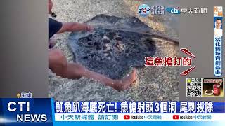 【每日必看】劣! 小琉球魟魚遭冷血槍殺 棄置海底害死 20221119 @中天新聞CtiNews