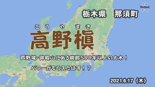 【観光】那須町 芦野城跡・高野槙　樹齢500年の大樹でパワーをもらった？