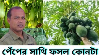 পেঁপের সাথী ফসল কোনটা | পেঁপে চাষ পদ্ধতি | Nikhad Agro Village