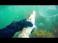 sea of ​​marmara istanbul diving spearfishing spearfishing audio narration select subtitle