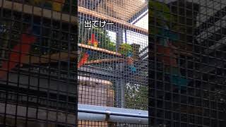 アカコンゴウインコ❤【音量注意🙇‍♀】言葉を真似してる！？インコが言葉を真似るのは人と仲良くなりたいらしいです🥰かわいー❤️‍🔥 #おもしろ #動物 #京都市動物園 #shorts