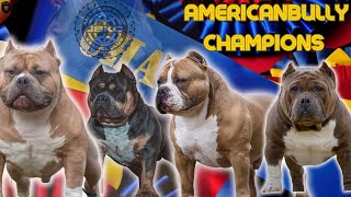 AMERICAN BULLY| DOG | BIG DOG | CHAMPIONS | GR CHAMPIONS | ABKC