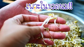 แชร์วิธีปลูกถั่วงอกในขวดกินเองง่าย  l Using a Milk bottle bottle to grow mung bean sprouts at home