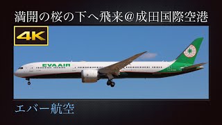 4K 成田市さくらの山より、満開の桜の下へ飛来する  Boeing 787-10  エバー航空(Eva Airways : 長榮航空)  B-17807  2023年03月30日(木)  成田国際空港