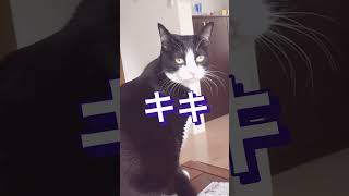 【保護猫】キキとジジ　チラ見v s外見