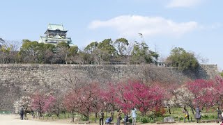 大阪城公園　梅林（２０２０年２月５日）動画