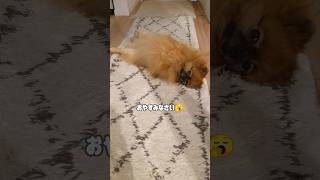 すぐ眠たくなっちゃうよ#ポメラニアン#pomeranian #いぬのきもち