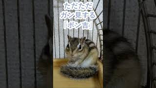 しまりす「ポン吉」じっと、見つめあえる動画。【ペット】【シマリス】【Chipmunk】【Squirrel】【Kawaii】【Cute】