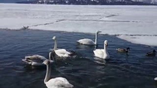 北海道屈斜路湖砂場天鵝群