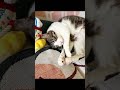 べるのお昼寝💕😴 べるとらん ❣️ きじしろ兄弟 猫 cat cute cutecat catlover