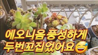 군생만들기 짱 쉬운💥에오니옴속 두번꼬집었어요🪴🌺#배란다다육