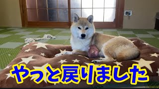 【柴犬の子育て】実は、もういつものもっちゃんが見れないのではないかと心配でした！生後10日目。