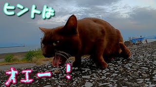 Cat's ability【How do stray cats eat fish bones?】