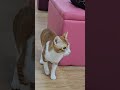 做完手術 麻藥未過晒 💔💔😭😭 cute cat short