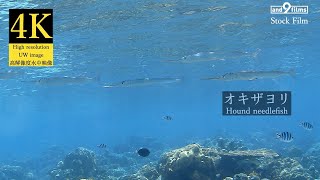 【4K 水中映像】オキザヨリ / Hound needlefish / Tylosurus crocodilus