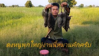 #ดักหนูนา  #ดักหนูนาด้วยน้ำยาปรับผ้านุ่ม  #หนูพุกใหญ่  #ล่าหนูนา  #หาอยู่หากิน  #ดักหนู  #กับดักหนู