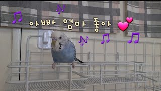 말하는 사랑앵무🎵