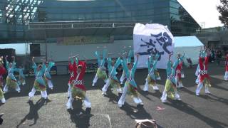 よさこい 風神 2012.11.4 南砺菊まつり