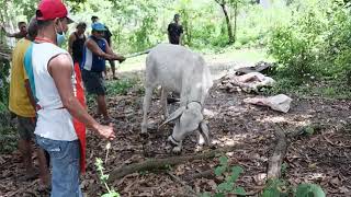 Pagkatay ng Baka sa probinsya Part 1..