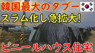 韓国でビニールハウス住宅がここ5年間で拡大