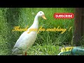 the indian runner dukcs what does a duck penis look like duck mating shorts video