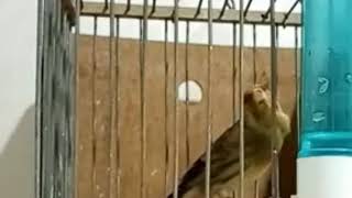 Singing hybrid goldfinch