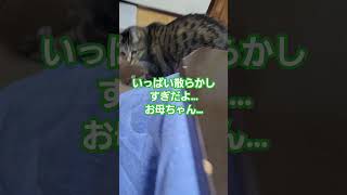 やっぱりお母ちゃんの作ったレシートボール遊びは楽しいにゃ🐱#shorts