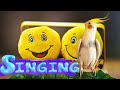 This video will make your cockatiel sing and happy 😃 Happy cockatiel singing  😃