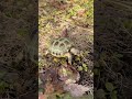 冬の日向ぼっこ🐢🌺🌞 リクガメ リクガメのいる生活 リクガメの花連🐢🌺