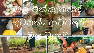 gardening එක්ක ගෙව්නු දවස්🪴|ආච්චිගෙ මල් වගාව||ඕකිඩ්🪻||මමම හදාගත්ත පොහොර @sakuvlog-official #vlog