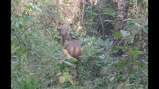 សកម្មភាពល្បាត ដោះអន្ទាក់ និងជួបវត្តមានសត្វព្រៃផ្ទាល់