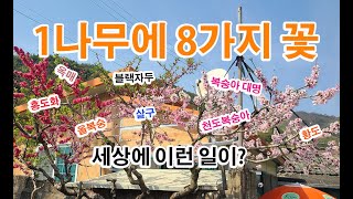 눈으로 보고도 믿기 힘든 이야기, 8가지 과일이 한나무에, 살구와 매실 구분하는 방법, 복숭아 홍도화, 블랙자두, 살구, 옥매, 이게 과연 사실일까요