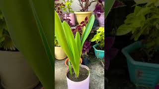 How to care amaryllis lily in winter #shorts #short #status #live #viral #viralshorts #youtuber #art