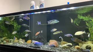 Seachem Malawi /Victorian African cichlid buffer review .180 gallon aquarium .