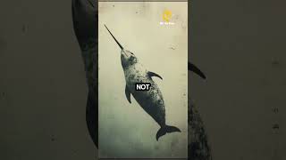 Narwhals - Did You Know That ? #narwhals #facts  #animal #creature #wildlife #trivia #viral #shorts