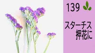 【押し花の作り方】ースターチスの押し花の作り方