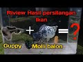 Review Hasil Persilangan Ikan Guppy dan molly